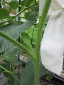 Planting Tomatoes Image